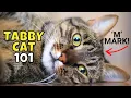 Tabby Cat 101 What to Know Before Adopting One