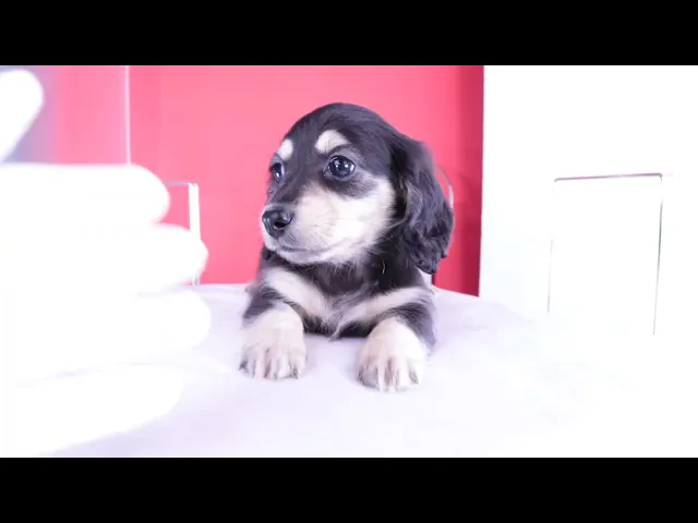 動画