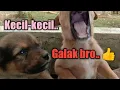 Download Lagu SUARA ANAK ANJING MENGGONGGONG