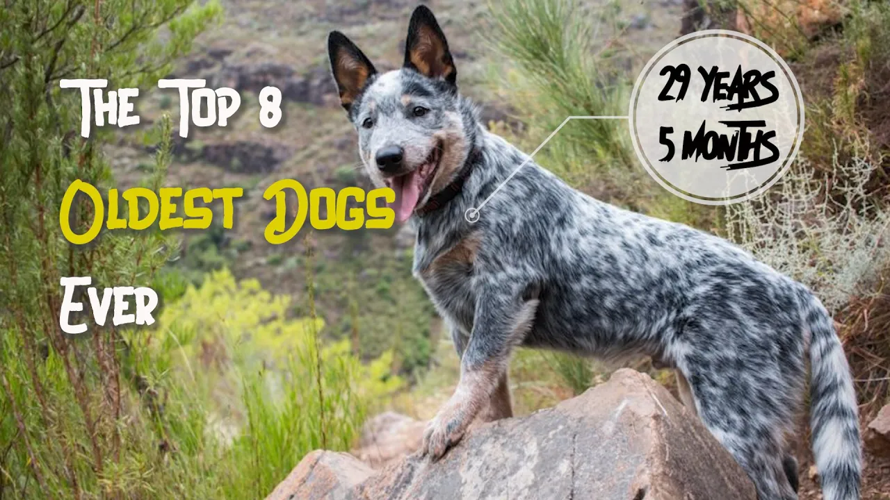 The Top 8 Oldest Dogs Ever - You'll Never Guess