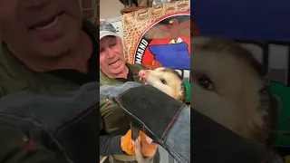 Urban Legend Opossums will not bite you True or False