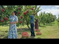 Download Lagu Dreamy Cherry Pie with Rose Petals! A Village-Style Sweet You’ll Fall in Love With 🍒🌹🥧