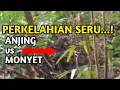 Download Lagu Berlanjut❗ Siapakah Yang Bakal Menang??? Pertarungan Anjing VS Monyet