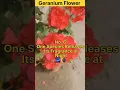 Download Lagu 10 MIND-BLOWING Facts about Geranium 🤔 YOU MAY NOT KNOW 🤯