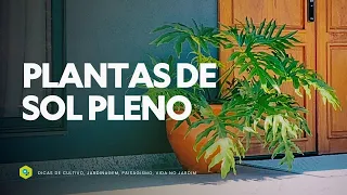 10 SUN PLANTS THAT ARE ON THE RISE IN 2025