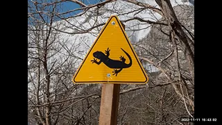 مشكلة العجمة الزرقاء سحالي سيناء 