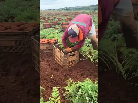 Mudahnya Panen Wortel