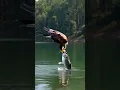 Download Lagu Eagle catch unbelievable big fish . Best short clip 💥