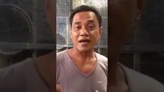 cara meloloh anak murai dengan babuan kapas tembak