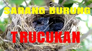 Download Bentuk Sarang Burung Trucukan MP3