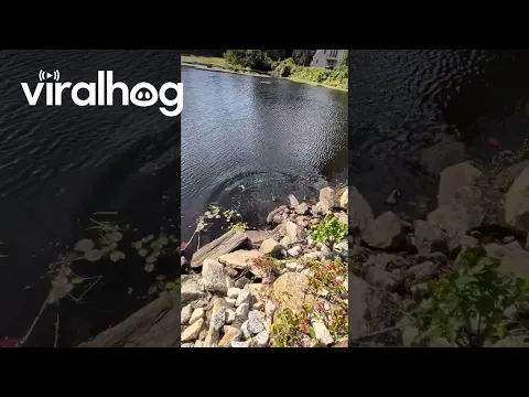 Turtle Takes a Tumble Then Swims Off || ViralHog