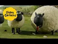 Download Lagu 🐑Shaun, o Carneiro [Shaun the Sheep] BLEP! 🐑 Hora Especial🐑| Cartoons Para Crianças