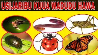 ONYO Wadudu Hawa 17 USIWAUE Ukiwaona NYUMBANI KWAKO 