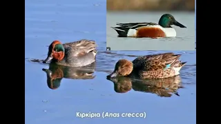 صوت حذاف بربش Mb3 