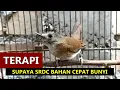 Download Lagu Burung SRDC bali belajar bunyi - Suara TERAPI pancingan sikatan rimba dada coklat supaya cepat gacor