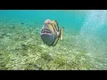 Download Lagu Titan Triggerfish Attack in Bali