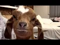 Download Lagu Tiny rescue goat is so loving to her human