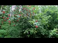 Soft Rain and Birds Singing Sounds for Relaxing: Nature Sound, Meditation, Sleep, Study, Healing