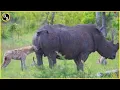 Download Lagu When Hyenas Messed With The Wrong Animals !