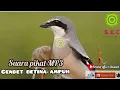 Download Lagu suara cendet terbaru betina birahi ampuh //durasi pendek terbaru