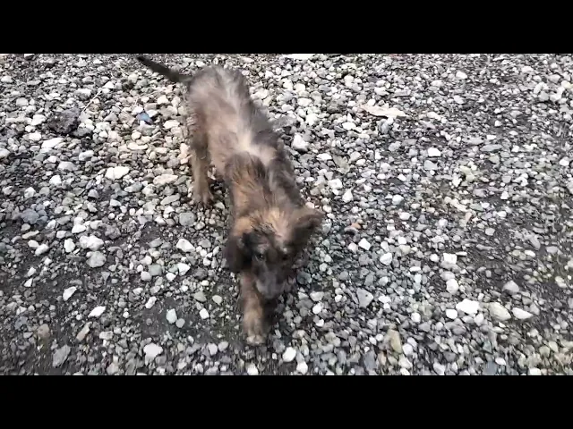 動画