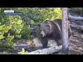 More info released 2 hikers injured in Yellowstone grizzly bear attack