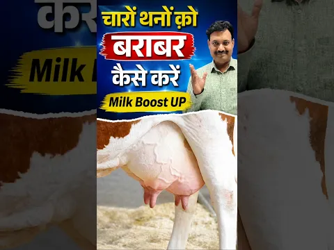 चारों थनों क़ो बराबर कैसे करें Milk Boost UP 👉🏻Mastitis Ka Ilaj