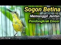 Lagu SOGON TROTOL GACOR DOR LANGSUNG EMOSI NEMBAK FULL ISIAN DENGAR SOGON BETINA GACOR INI