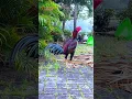 Download Lagu ayam wangkas ules gulo tebu jowo #ayam #chicken #animals #funny #fyp