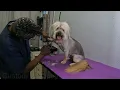 Wes YorkiePoo Summer Cut