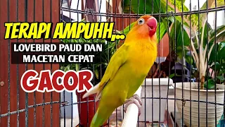 suara burung lovebird gacor ngekek panjang terapi ampuh buat lovebird paud dan macetan cepat bunyi