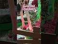 Download Lagu Jurassic Park | Ekamatr Mall | chandigarh