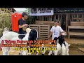 Download Lagu Peternak Usia 50 Tahun SUKSES Beternak Kambing Kualitas Breeding Kontes