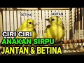 Download Lagu Tips Membedakan Anakan Sirpu JANTAN \u0026 BETINA !