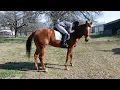 Equine Coat Colors Markings and Genetics