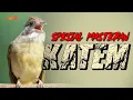 Download Lagu KAPAS TEMBAK GACOR SPEED RAPET SUPER NGEBREN