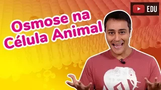 OSMOSE NA CÉLULA ANIMAL - Transporte Passivo - Prof. Paulo Jubilut