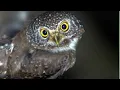 Download Lagu Suara burung hantu