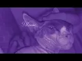 José Madero - Cum Laude (Lyric Video)