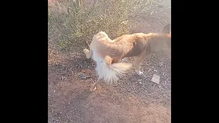 شاهد كيف يتبول الكلب 