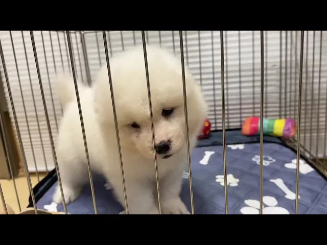 動画