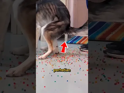 Anjing Ini Mengeluarkan ratusan Benda Aneh! 🐶