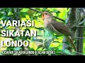 Download Lagu Kicauan Sikatan Londo Di Alam Bebas #Gacor #Full #Isian #Nightingale #Forest #Song #Murai #Masteran