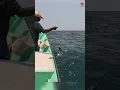 Download Lagu Catching Mahi Mahi Fish in the Sea #fishing #fishingvideo #fishingtime