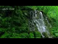 Download Lagu 2 jam terapi burung stres atau macet bunyi dengan suara hutan asli dan suara burung di alam liar