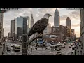 Bald Eagles Are Nesting in Midwest Downtowns Biologists Don t Fully Understand Why