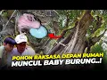Lagu Akhirnya ada anak burung MENETAS DI LUAR AVIARY...!!