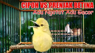 Download Duel Ngotot Cipoh / Sirtu Vs Prenjak Betina Gacor MP3