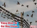 Tiếng chim sẻ gọi bầy chuẩn và cực nhạy, gọi là cả đàn bay đến - Vua Rừng Cát Bà