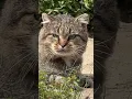 Download Lagu Smart look of a forest cat #cat #barsik